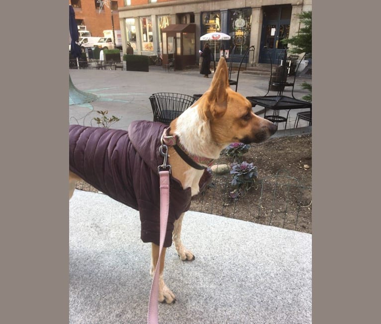 Gracie, an Australian Cattle Dog and Boxer mix tested with EmbarkVet.com