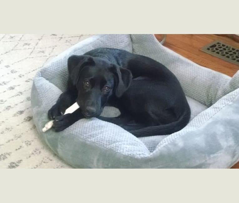Penelope, a Labrador Retriever and Doberman Pinscher mix tested with EmbarkVet.com