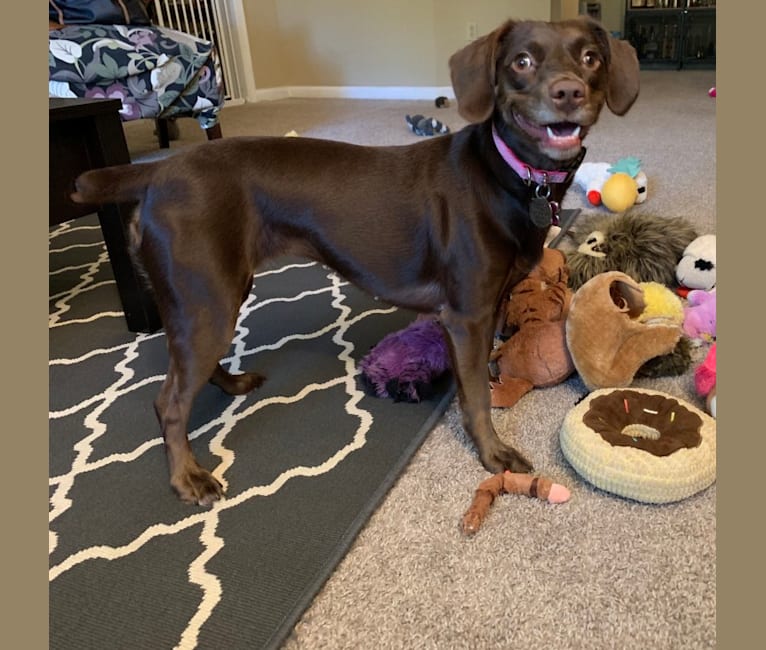 Molly, a Boykin Spaniel and American Foxhound mix tested with EmbarkVet.com