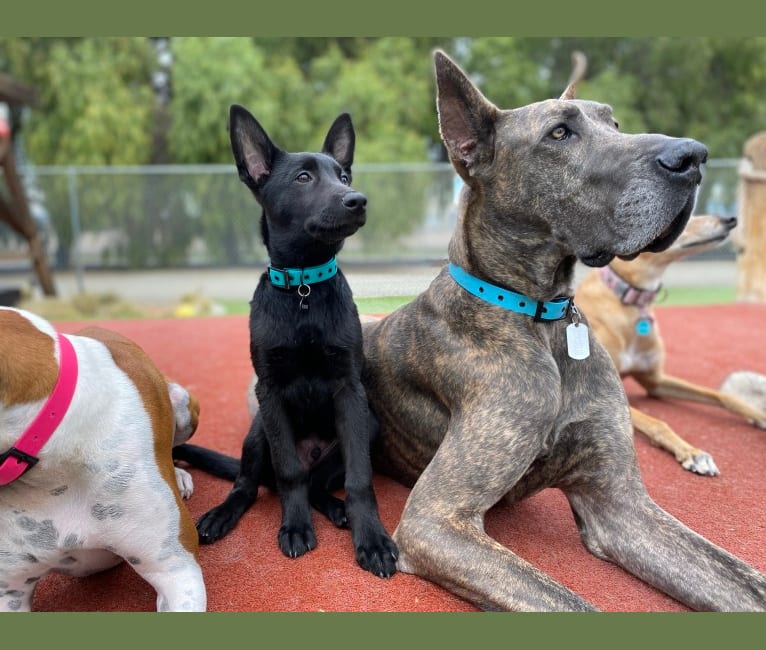 Bodhi, a Belgian Malinois and German Shepherd Dog mix tested with EmbarkVet.com