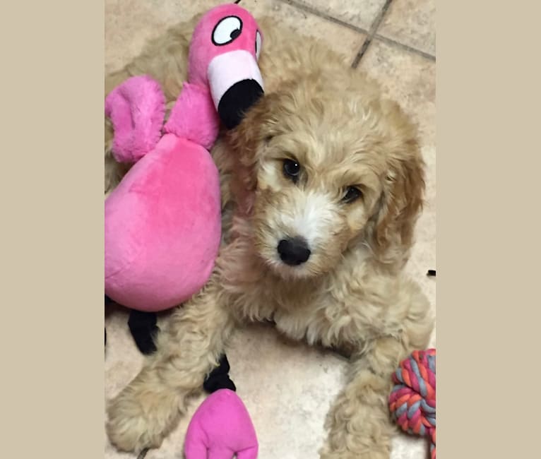 Maggie Mae, a Goldendoodle tested with EmbarkVet.com