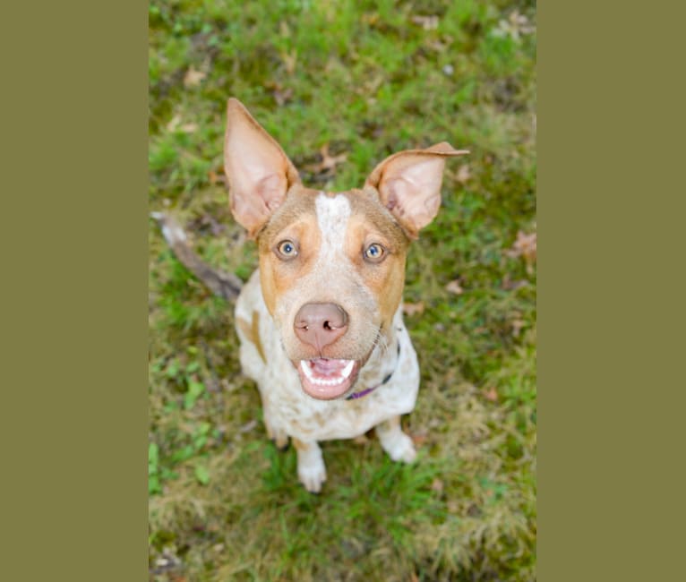 Stella, an Australian Cattle Dog and American Pit Bull Terrier mix tested with EmbarkVet.com