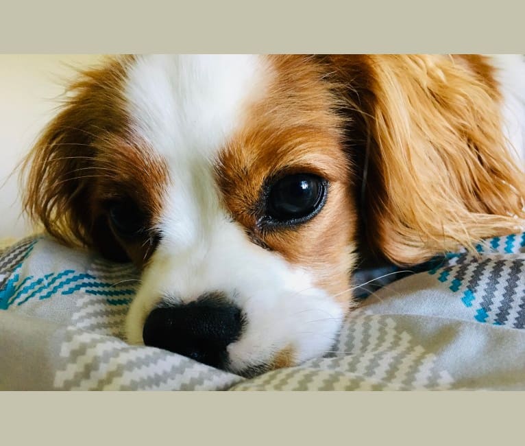Remi, a Cavalier King Charles Spaniel tested with EmbarkVet.com