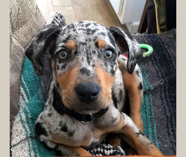 Roux, a Catahoula Leopard Dog tested with EmbarkVet.com