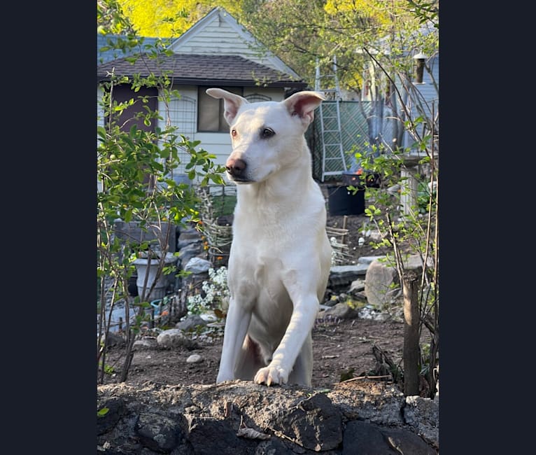Darwin, a Chow Chow and Labrador Retriever mix tested with EmbarkVet.com