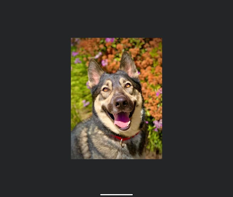 Gizmo, a Siberian Husky and German Shepherd Dog mix tested with EmbarkVet.com