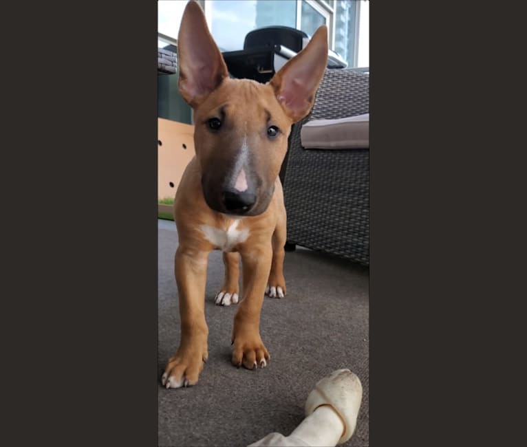 Photo of Chester, a Bull Terrier  in Québec, QC, Canada