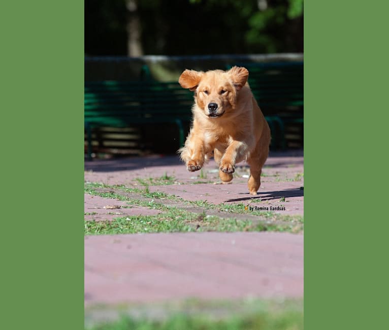 LIBERTY HENNA LISKA, a Golden Retriever tested with EmbarkVet.com