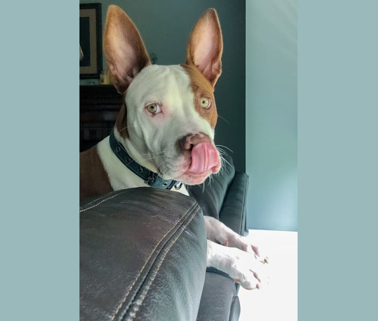 Embark Dog DNA Test Breed