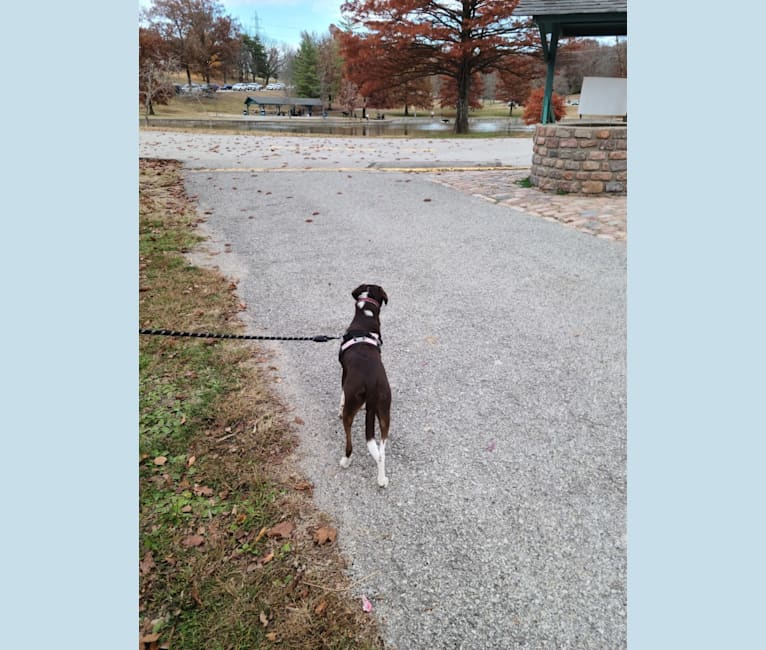 Photo of Hershey, a Chihuahua, Boxer, Dachshund, and Mixed mix in Fredericktown, MO, USA