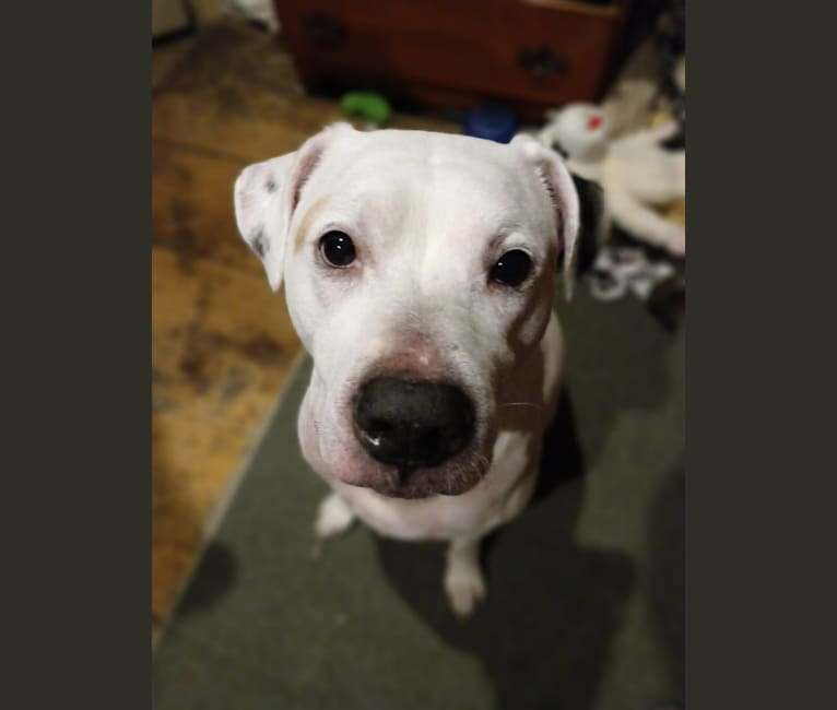 Photo of Baxter-bee, an American Pit Bull Terrier, Akita, Labrador Retriever, Boxer, and Mixed mix in Livonia, Michigan, USA