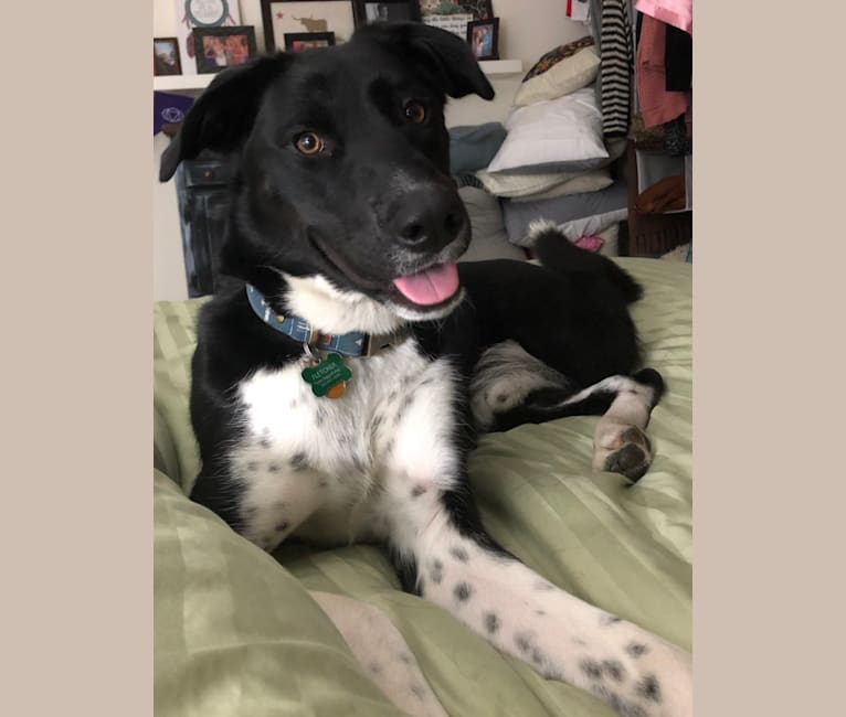 Fletcher, a Siberian Husky and German Shorthaired Pointer mix tested with EmbarkVet.com