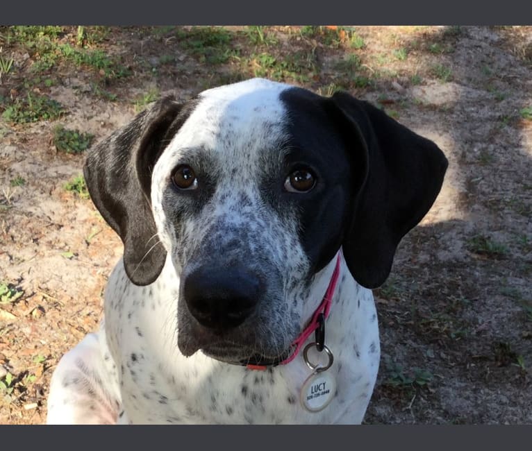 Lucy, an American Pit Bull Terrier and Bluetick Coonhound mix tested with EmbarkVet.com