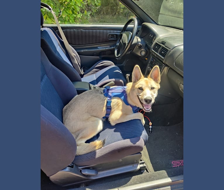 Zima, a Siberian Husky and German Shepherd Dog mix tested with EmbarkVet.com