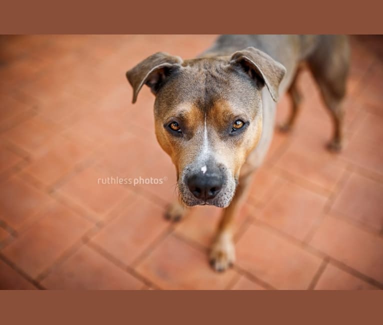 Photo of Bruno, an American Staffordshire Terrier  in Sydney, New South Wales, Australia