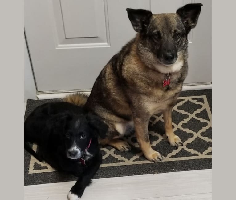 Foxhound americano elkhound sale