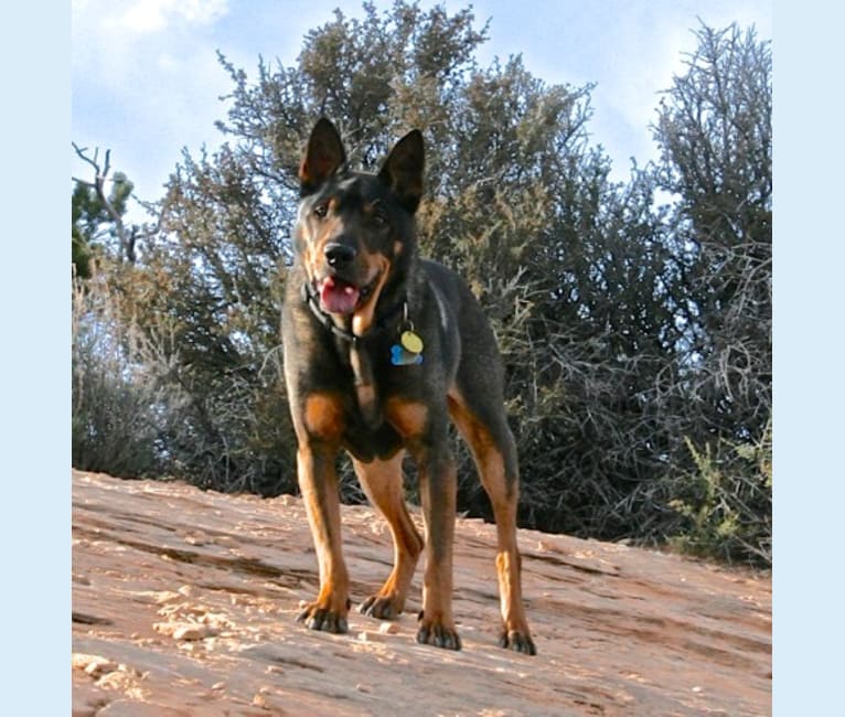 Tigger, an Australian Cattle Dog and Chinese Shar-Pei mix tested with EmbarkVet.com