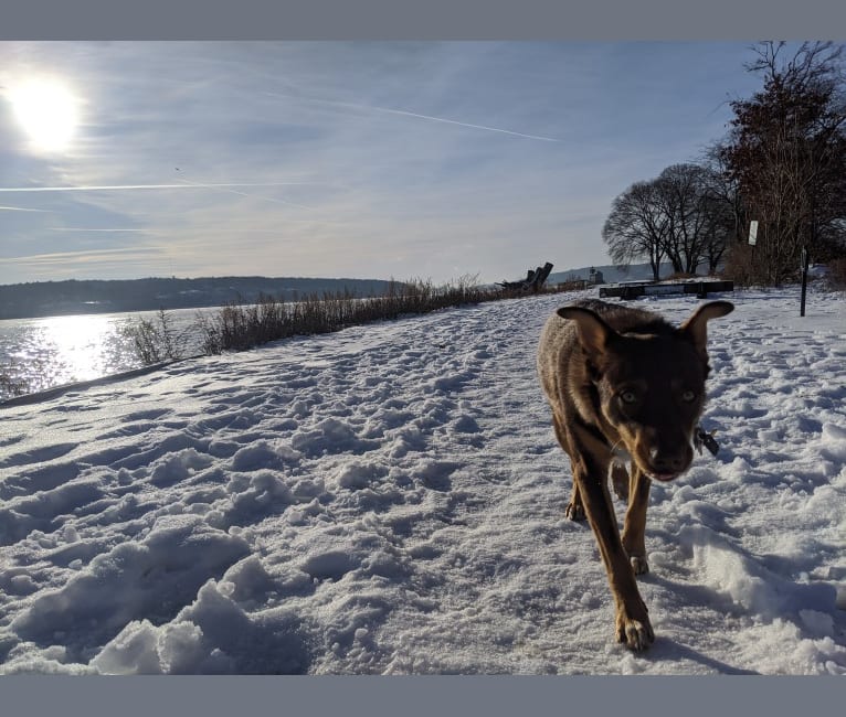 Photo of Odin, a Norwegian Elkhound, Miniature/MAS-type Australian Shepherd, American Bulldog, Australian Cattle Dog, and Australian Shepherd mix in Rochester, New York, USA