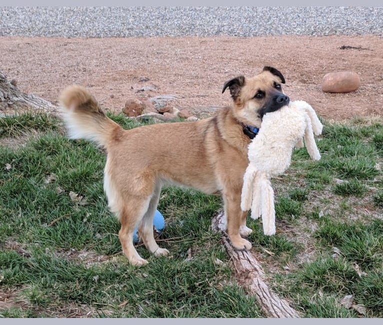 Photo of Kayeh, an American Pit Bull Terrier, Chow Chow, German Shepherd Dog, and Mixed mix in Kayenta, Arizona, USA