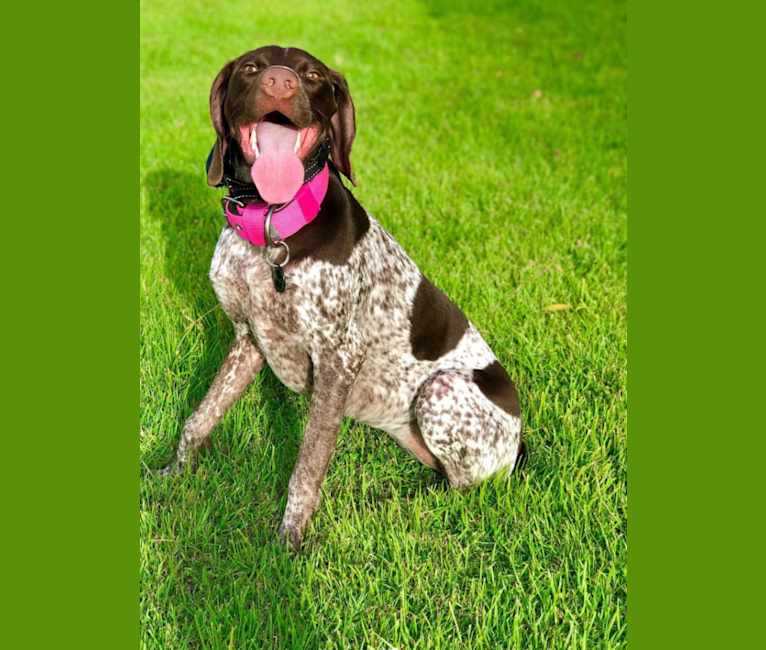 Photo of Marcela, a German Shorthaired Pointer  in Aguadilla, Puerto Rico