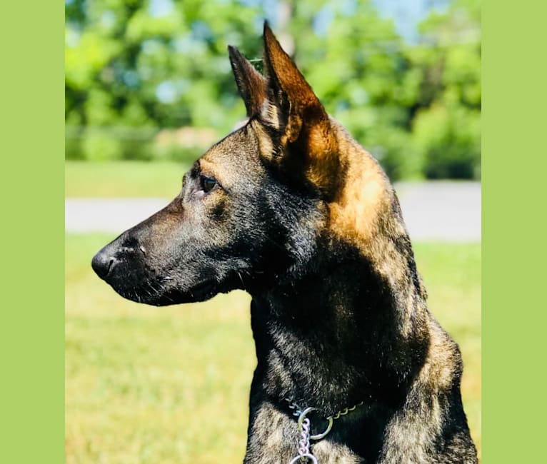 Rex1333, a German Shepherd Dog and Dutch Shepherd mix tested with EmbarkVet.com