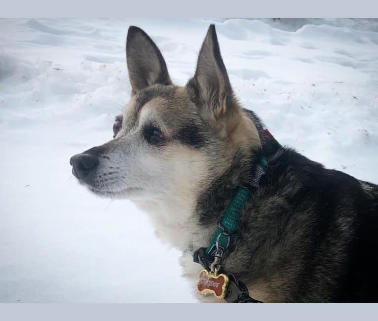 Midge, a Chihuahua and Australian Shepherd mix tested with EmbarkVet.com