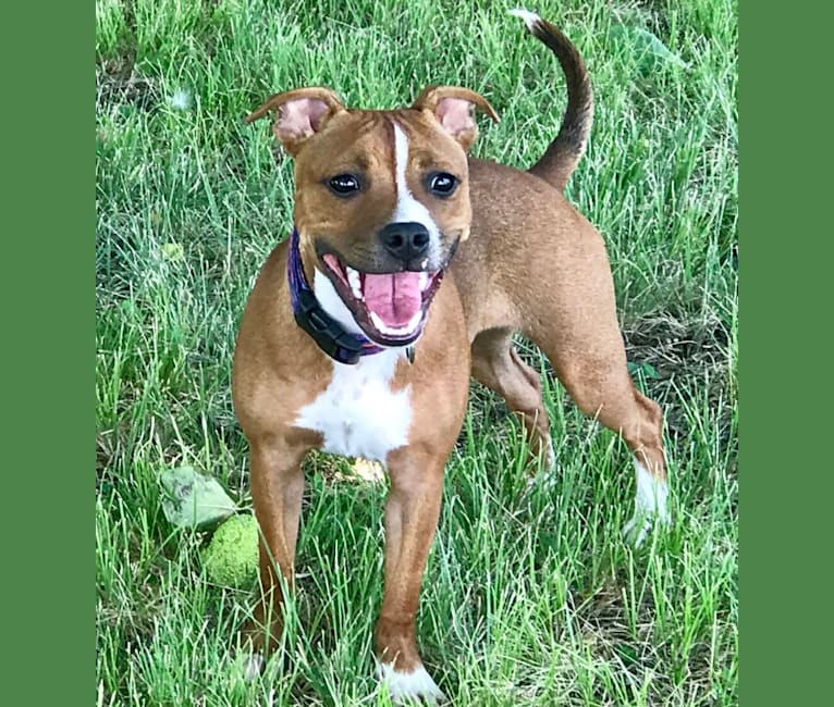 Latte, a Staffordshire Bull Terrier tested with EmbarkVet.com