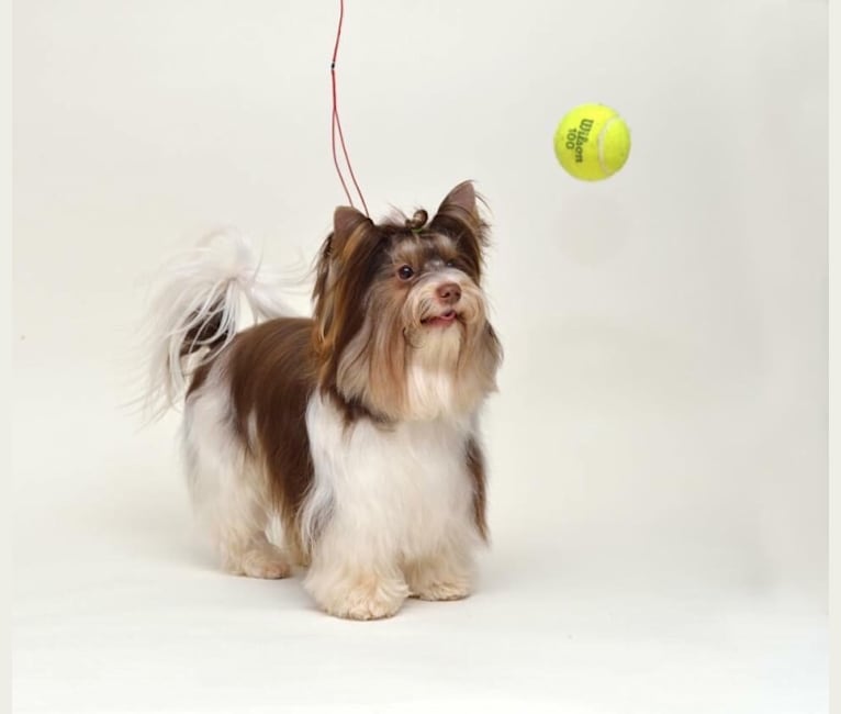 Candice, a Biewer Terrier tested with EmbarkVet.com