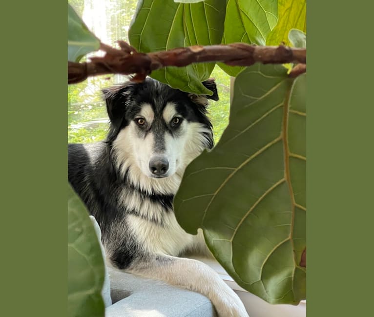 Juneau, a Siberian Husky and German Shepherd Dog mix tested with EmbarkVet.com