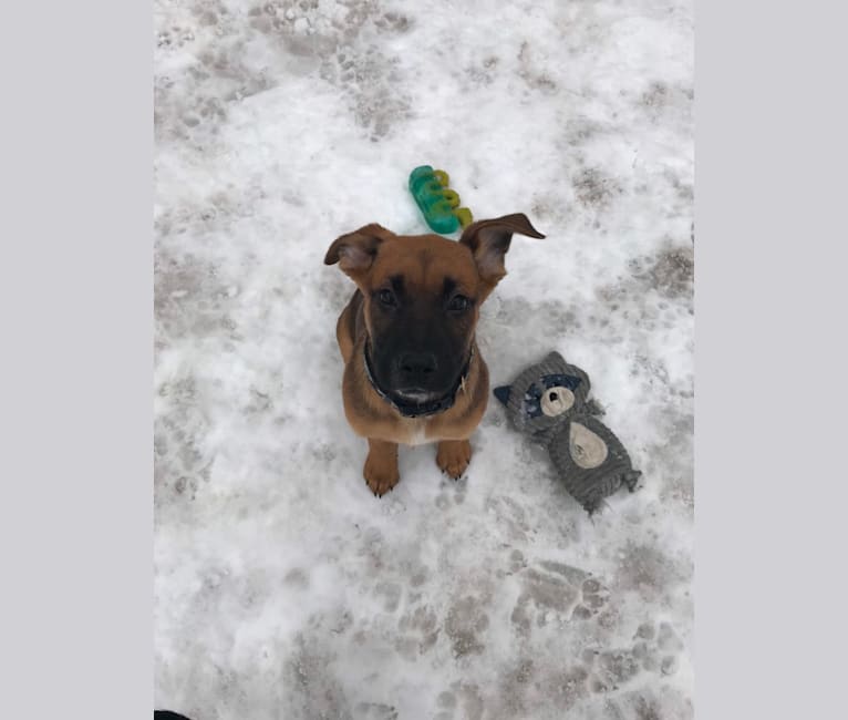 Photo of Birdie Roo, a German Shepherd Dog, Boxer, Rottweiler, and American Pit Bull Terrier mix in Texas, USA