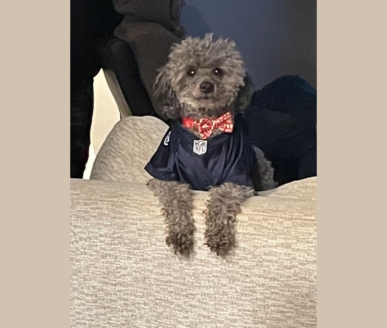 Poncho, a Poodle (Small) tested with EmbarkVet.com
