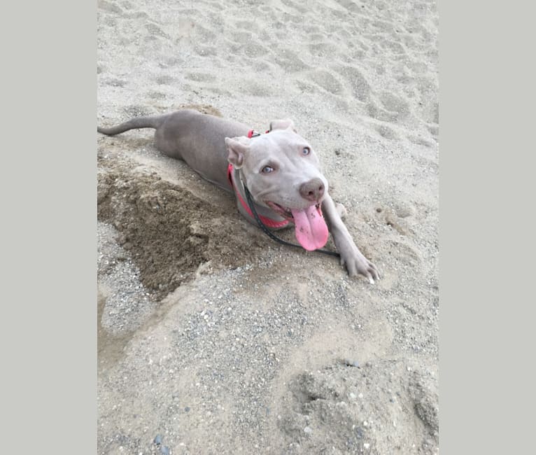 embark dog dna test breed