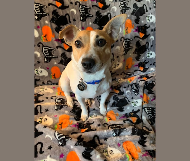 Photo of Archie, a Russell-type Terrier  in Norwalk, Connecticut, USA
