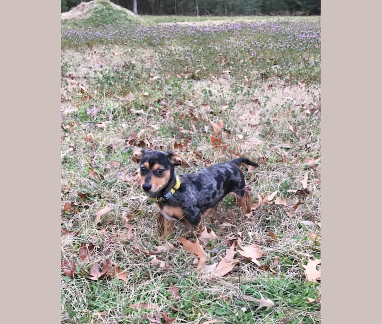 Ralph, a Dachshund and Chihuahua mix tested with EmbarkVet.com