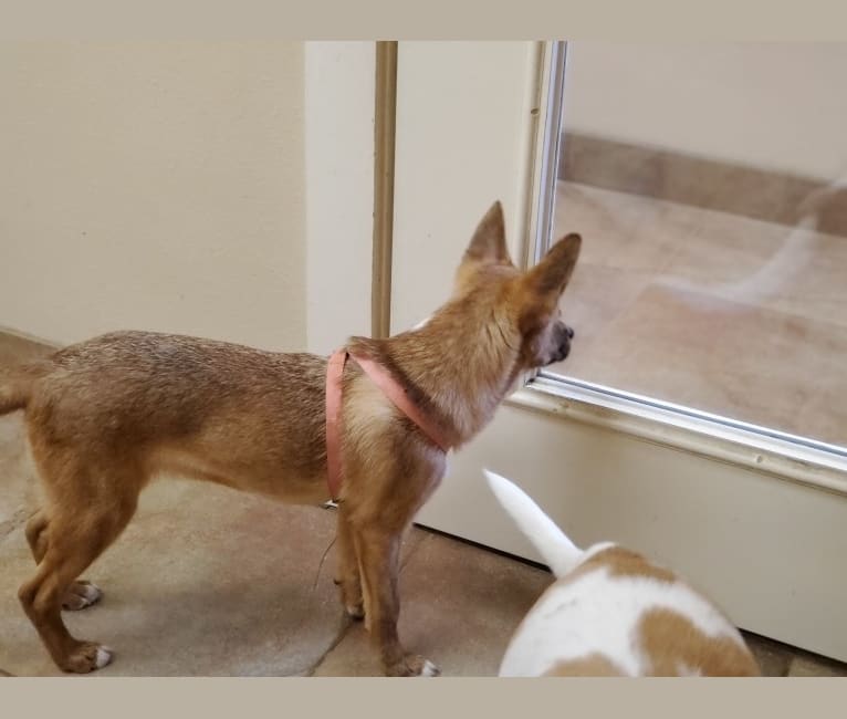 Arya, a Chihuahua and German Shepherd Dog mix tested with EmbarkVet.com