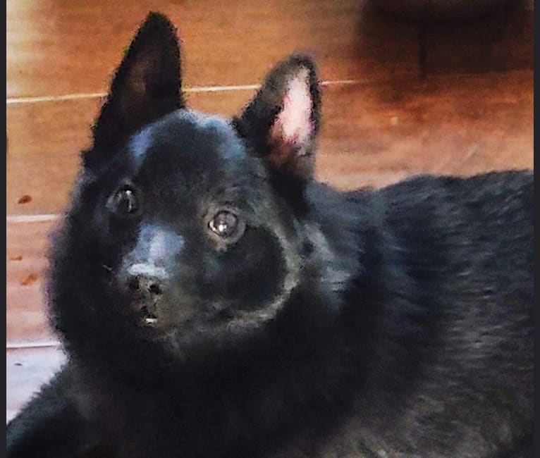 Zala or Txiki, a Schipperke tested with EmbarkVet.com