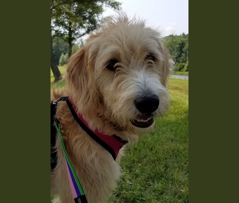 DeeDee, an American Foxhound and Poodle (Standard) mix tested with EmbarkVet.com