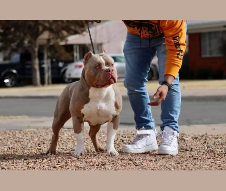 Mufasa shop american bully