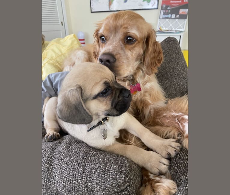 Bear, a Pug and Norwegian Elkhound mix tested with EmbarkVet.com