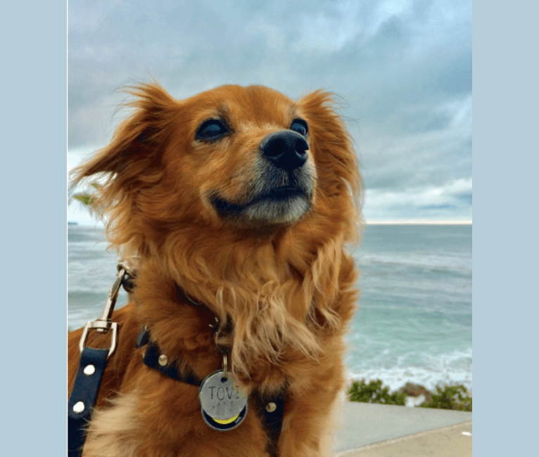 Photo of Tovi, a Pug, Chihuahua, Dachshund, Shih Tzu, and American Eskimo Dog mix in Massachusetts, USA