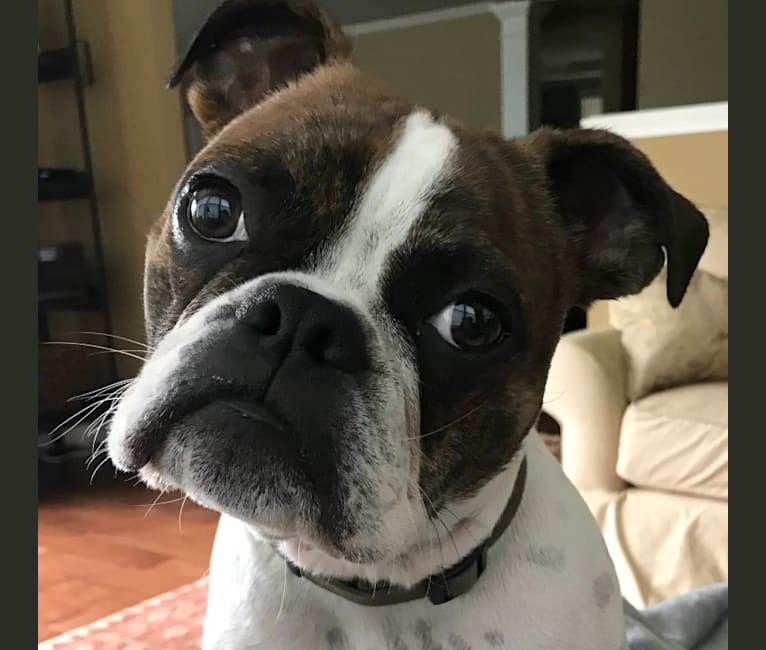 Milo, a Boston Terrier and Bulldog mix tested with EmbarkVet.com