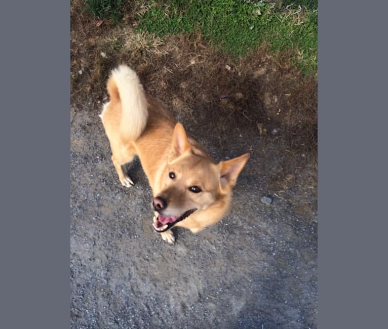 Buddy, a German Shepherd Dog and Norwegian Elkhound mix tested with EmbarkVet.com