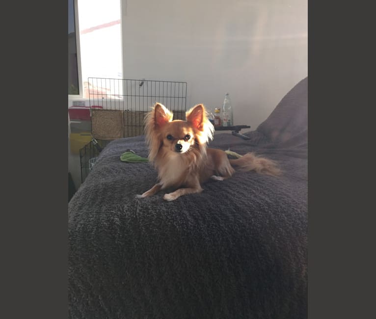 L'il Critter, a Chihuahua tested with EmbarkVet.com
