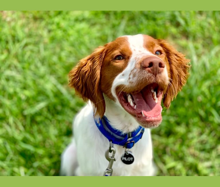 Pilot, a Brittany tested with EmbarkVet.com