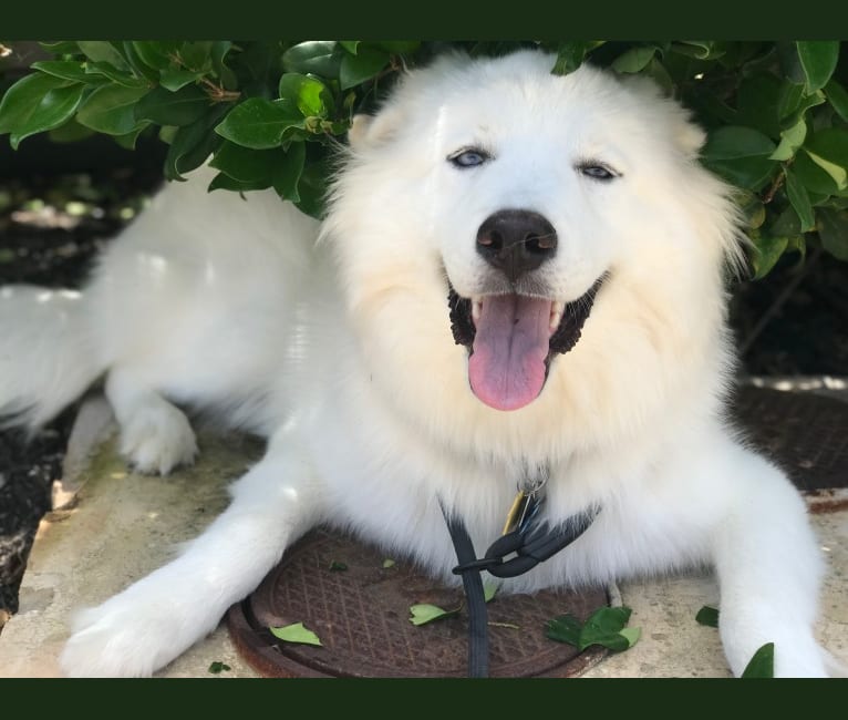 Kepler, a Siberian Husky and Alaskan Malamute mix tested with EmbarkVet.com