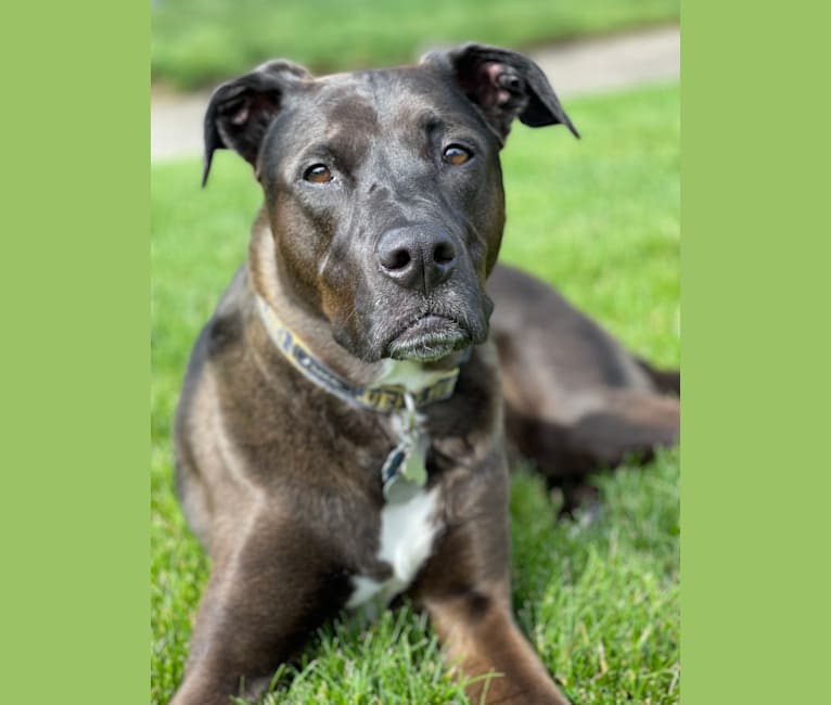 Axel, a Staffordshire Terrier and Rottweiler mix tested with EmbarkVet.com