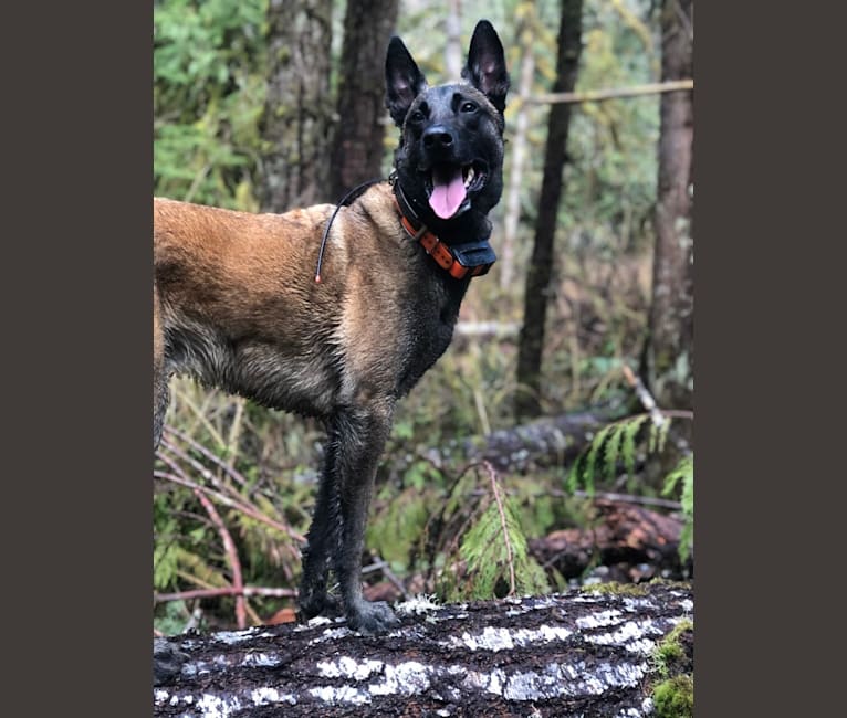 Rook, a Belgian Shepherd tested with EmbarkVet.com