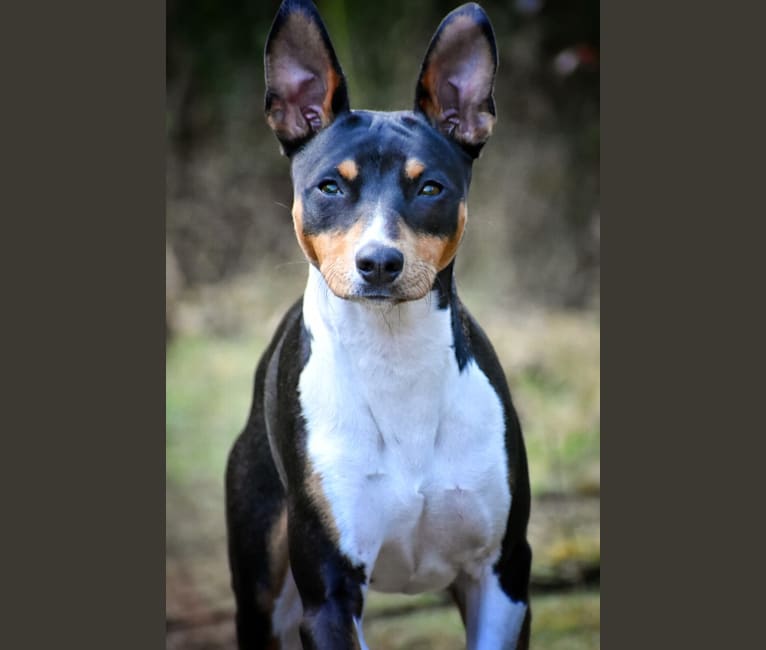 mill creek rat terriers
