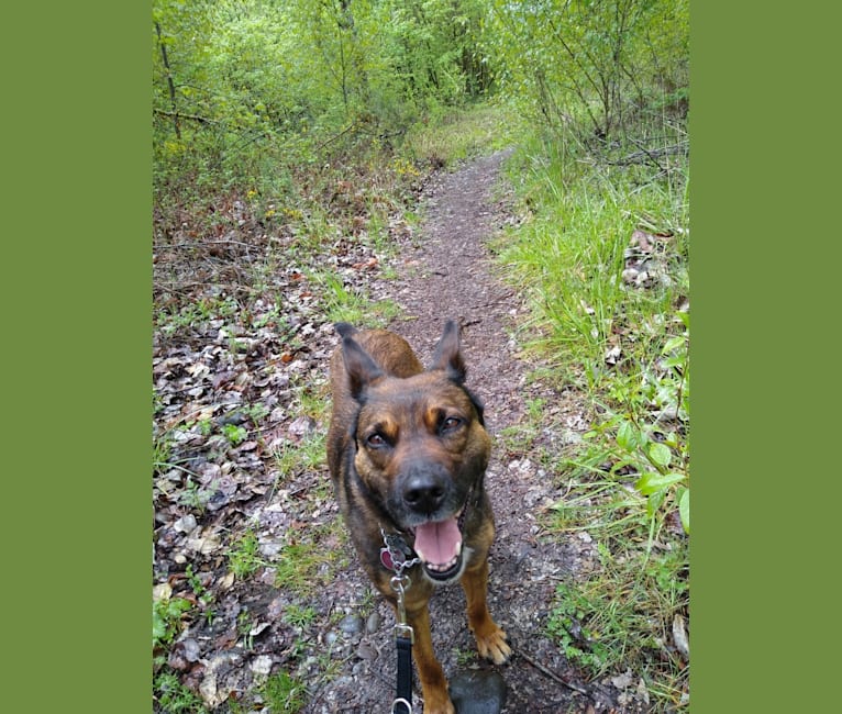 Embark Dog Dna Test Breed