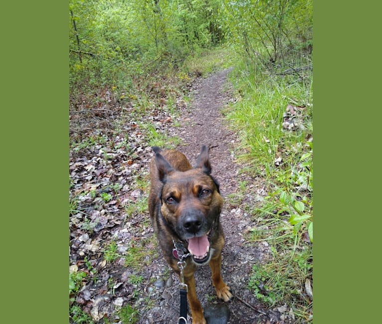 Sadie Fiona, an American Pit Bull Terrier and Belgian Malinois mix tested with EmbarkVet.com